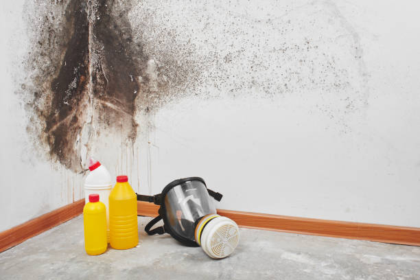 Attic Mold Removal in University At Buffalo, NY