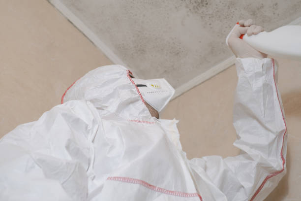 Best Mold Damage Repair  in University At Buffalo, NY